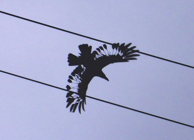 飛んでいるカラスの羽根をよく見てみたらびっくり 模様かと思ったら違った 透けてる Togetter