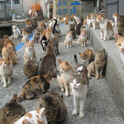 お店がない 猫の島 で猫用のご飯の支援を募る 想像以上に届いた数に 冬が越せるんだね 猫好きに悪い人はいない Togetter