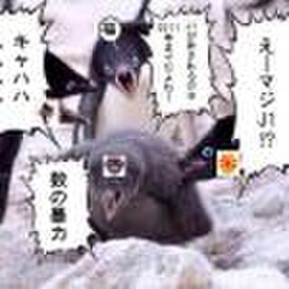 ペンギンコラまとめ Togetter