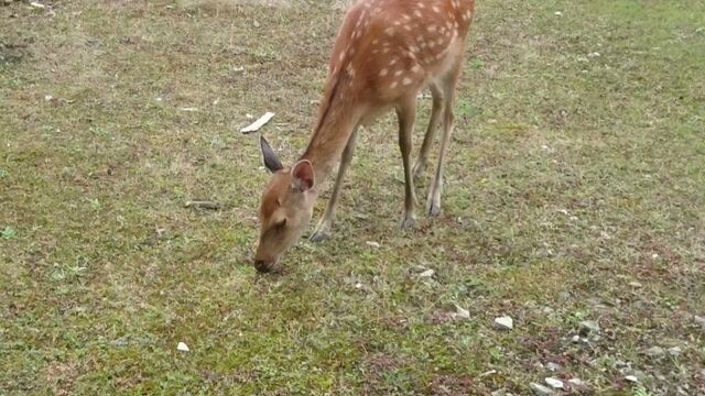 野生動物への餌付けの最大の被害者は野生動物自身 餌付けされたシカが農家に迷惑をかけたので捕殺した猟師が想いを語る 宮島のシカの餌やり問題 にも Togetter