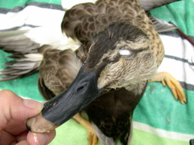 なにわホネホネ団 団長による鳥の仮剥製作製講座 - posfie