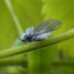 冬の訪れを告げる雪虫 フワフワしてかわいい そして生態を調べると 第一 第四世代まで意外な生態がわかって神秘を感じる Togetter