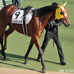 éŽåŽ»ã„ã¡å¯æ„›ã„åå‰ã®é¦¬ ãƒã‚·ãƒ«ãƒ¨ãƒŸãƒ†ãƒ†ãŒè©±é¡Œã« å®Ÿæ³ã§ãƒ‹ãƒƒã‚³ãƒªã—ãã† ä»–ã«ã‚‚ãŠã‚‚ã‚ã„é¦¬ã®çåãŒç¶šã€…ã¨ç™ºæŽ˜ã•ã‚Œã‚‹ Togetter