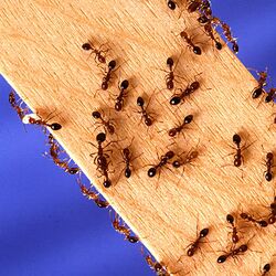 蟻の世界にも怠け蟻がいるが 働いている蟻を取り除いていくと彼らはどのような行動を取るのか Togetter
