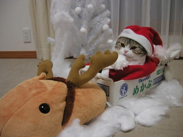 12 14 めっちゃ癒される猫サンタの写真まとめ２１枚 Togetter