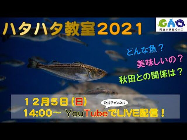 魚がこんなに可愛いなんて ハタハタが砂に潜るところ が予想外にかわいすぎ こんなんぬいぐるみやん Togetter