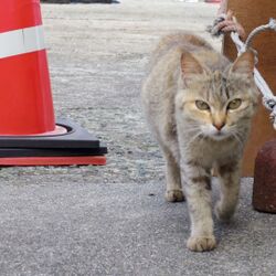 猫は色盲なのでキャットフードに着色料は不要 あれは人間に美味しそうに見せるため という話に 知らなかった の声 Togetter