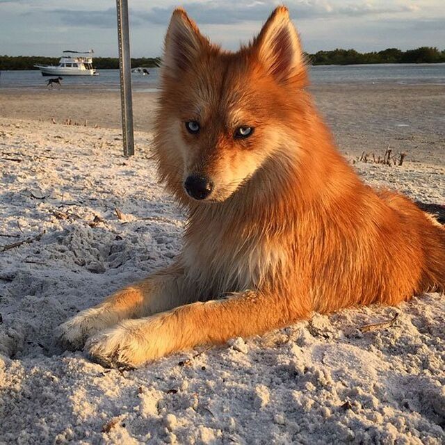 ポメラニアンとハスキーのミックス犬 ポンスキー が凛々しくてかっこかわいい ズートピアのニックみたい Togetter