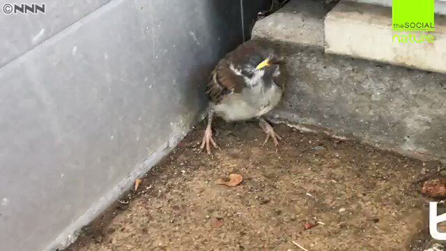 道端にいる鳥のヒナを拾わないで その理由は自然界の摂理にのっとったもので納得 実際にヒナに遭遇した人の体験談なども Togetter