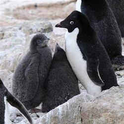 一時期流行った ペンギンコラ画像 元の写真は産経新聞のカメラマンさんが撮ったものだった お前だったのか Togetter