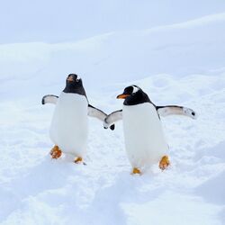 ペンギンに宇宙人の可能性が浮上というニュースにざわめくも納得する人々 前から怪しいとは思ってた Togetter