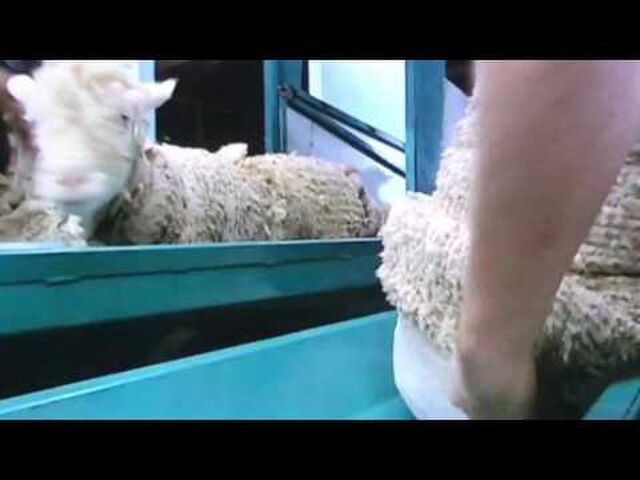 ヒツジの毛を魔法のようにつるんっと脱がせる ヒゲタ醤油 が研究 実用化した 毛が抜ける酵素 の効果がすごい なぜ生える薬は作れないのか Togetter