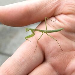 虫 閲覧注意 新宿dashでカマキリの卵から0匹の赤ちゃんが誕生する瞬間をじっくり観察 鉄腕dash Togetter