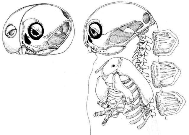 ガチャピンの骨格図 By古生物復元画家 Studiocorvo 氏 2 9 最終版に続く 3ページ目 Togetter