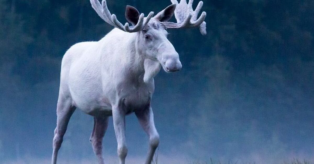 【動画】神の使い感がすごい！「純白のヘラジカ」がスウェーデンで撮影される Togetter