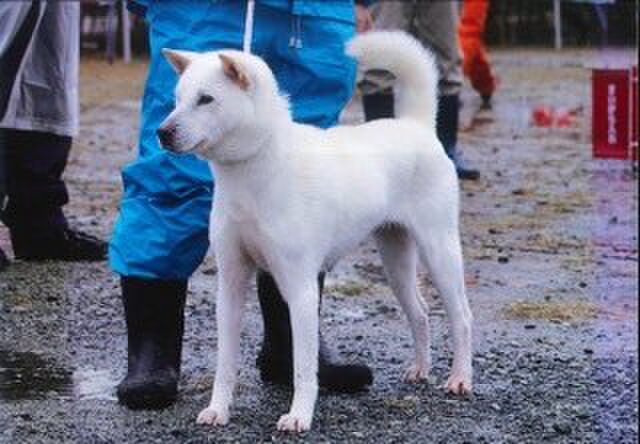 紀州犬 四国犬 北海道犬などの日本犬が絶滅の危機に Togetter