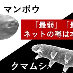 研究者が解説 マンボウ最弱伝説 クマムシ最強伝説はデマです アクセスが伸びず苦悩 デマばかりが広がるはなぜ Togetter