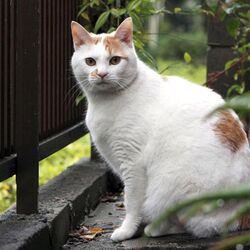 大矢誠による猫虐待致死事件 国内報道 Togetter