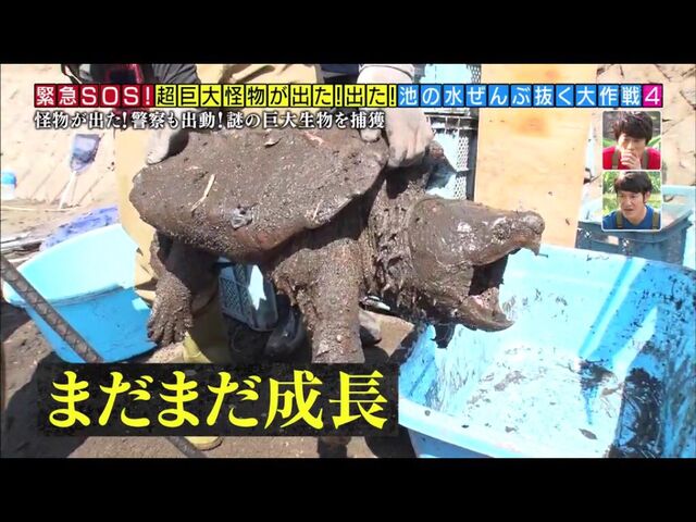 池の水ぜんぶ抜く カルガモや鯉を食らう危険生物 水を抜いてその正体を突き止める そしたらもっとヤバい投棄物も見つけてしまった Togetter