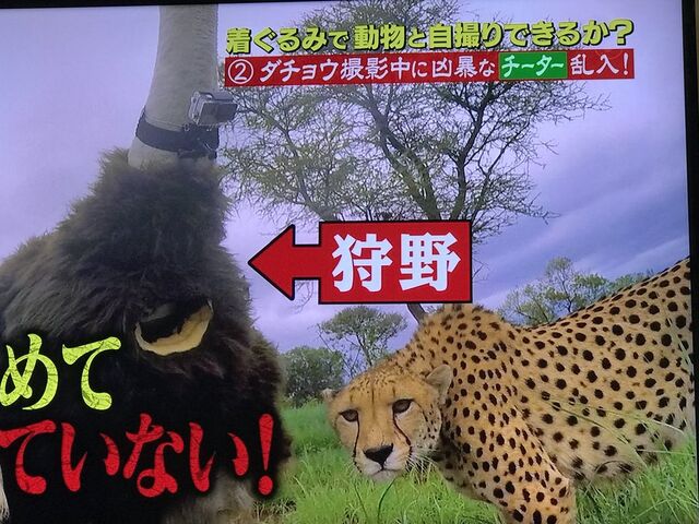 ほんとに怖いのはチーターじゃなくてテレビ 視聴者が引くほど体を張った狩野英孝さん 着ぐるみでアフリカの動物に接触 坂上探検隊 Togetter