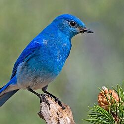 幸せの青い鳥ってほんとうにいた マウンテン ブルーバードが名前以上に青くてキレイなので見ていってください Togetter
