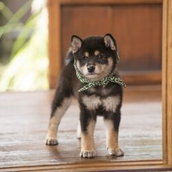 和風総本家 の看板犬 18代目豆助は初めての黒柴 驚きながらもメロメロになる皆さん Togetter