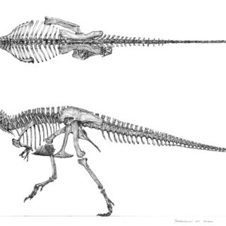 最終版 ガチャピンの骨格図 By古生物復元画家 Studiocorvo 氏 2 13追記 Togetter