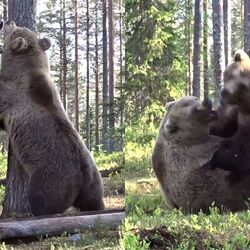 フィンランドの森で撮影された ヒグマのガチ喧嘩 の様子が恐ろしすぎる ファッ そこらの人間より機敏やんけ 声だけでもう怖い Togetter