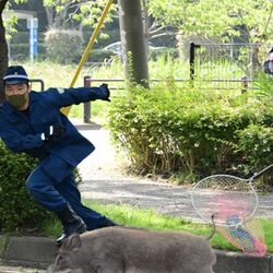 福岡 大濠公園にイノシシが出たニュース 写真が良すぎて中身が入ってこない この躍動感 新聞でカメラマンの名前確認したの初めて Togetter