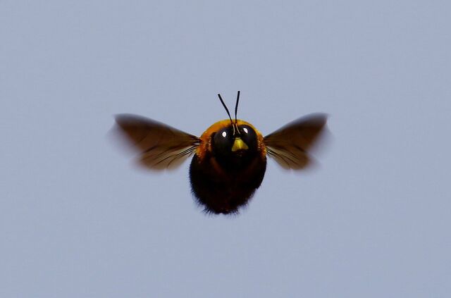 すごいモフモフで可愛い感じに撮れた クマバチ の画像が話題に 太っちゃった仮面ライダー 羽音はすごい 動画あり Togetter