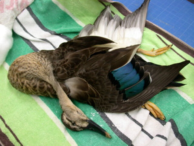 なにわホネホネ団 団長による鳥の仮剥製作製講座 - posfie