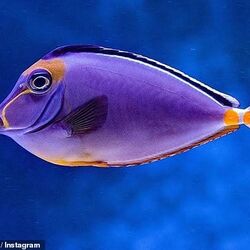 水族館の魚は 生まれながらに外的皆無の安全な住処と食事を与えられ 勝手にやって来る 人間 という娯楽にも事欠かない最強の勝ち組 なのかもしれない Togetter