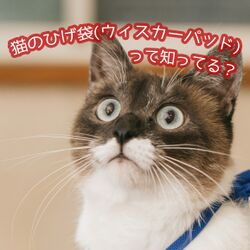 猫のあの髭のぷっくりした所はウィスカーパッドっていう名前で敏感なんですって からのネコ画像祭 Togetter