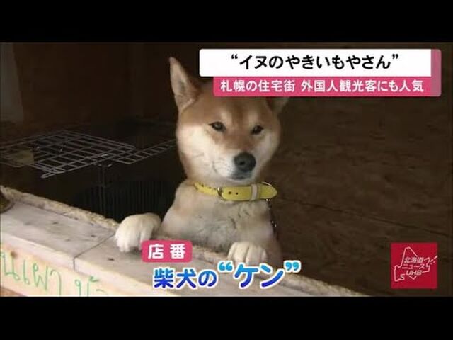 犬なのでおつりはだせません 北海道には柴犬が店番を務める素敵スポット 犬のだがし屋さん がある Togetter