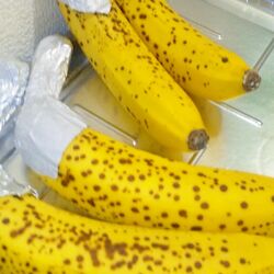 バナナの茎のとこだけラップを巻いて野菜室に放り込むと長持ちする を信じてやってみたら Togetter