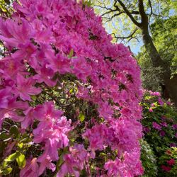 春爛漫 満開のツツジ棚を観たことがありますか 重要文化財だらけの根津神社へ Togetter