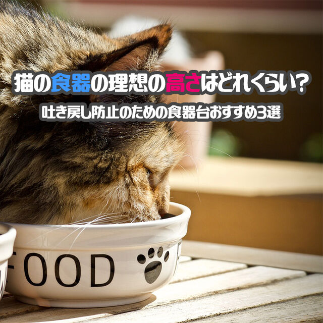 よく吐いちゃうけど可愛いから許されていた猫ちゃん→リプライに来た 