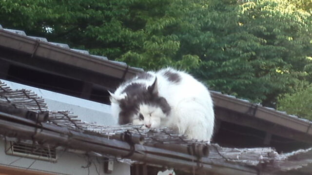 名古屋城でやたら目撃されるしっぽの太い猫まとめ Togetter