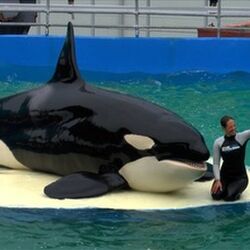 ４０年以上水族館で暮らしたシャチを野生に帰そう 運動はシャチの為になるのか Togetter