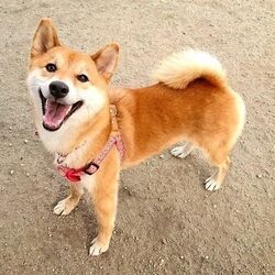 マムシに噛まれた犬 ラッキー