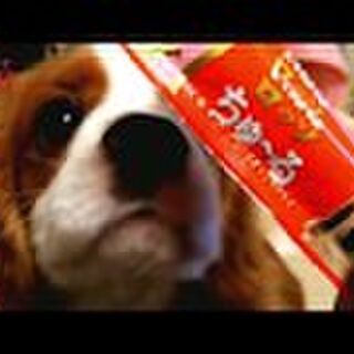 キャバリアりんちゃんの可愛い動画集 Togetter