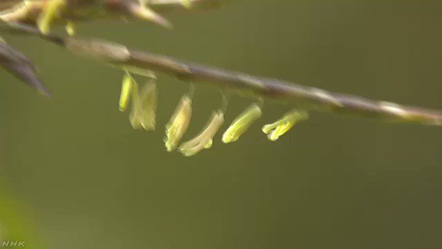 佐賀県で60年に1度しか咲かないと言われる竹の花が咲いているのが見つかった これは貴重 初めて見た 凶事の前触れ などとの声 Togetter