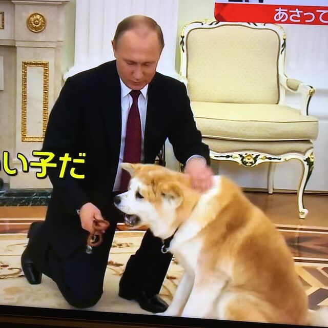 プーチン大統領が日本のインタビューに連れてきた飼い犬の ゆめ がモフモフかわいいと話題 むしろプーチン大統領が可愛い という人も Togetter