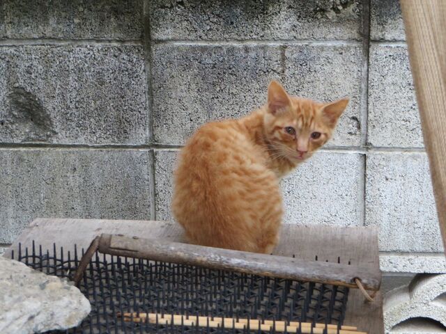 猫よけなんか屁でもない日本の猫がタイで話題 効く場合もあるけどやっぱりこうなるネコ画像まとめ Togetter