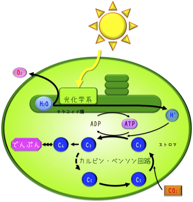 光合成で消費されるco2のoと 生産されるo2のoは同じものじゃない の解説 Togetter
