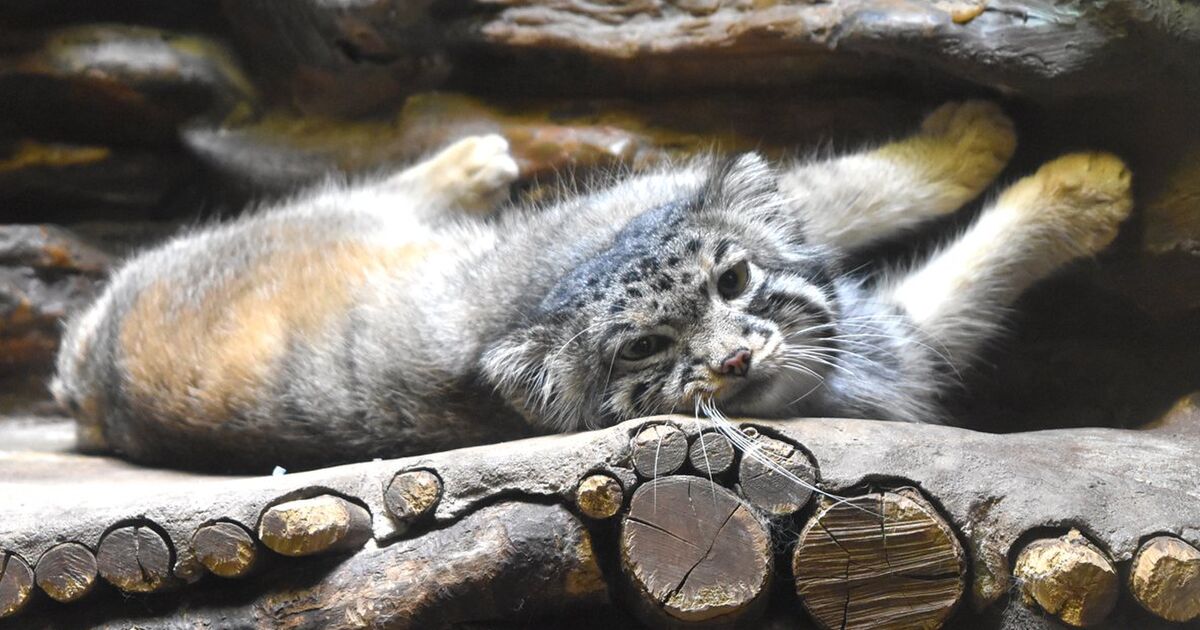 動物は臆病だから普段と違うことがあると怯えてしまうのでオタクは動物園に来るな、とは言ってないようです。 Togetter