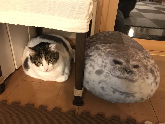 届いたリアルアザラシクッションと猫さんの雰囲気がそっくり 一緒にモチモチされてしまうご様子 Togetter