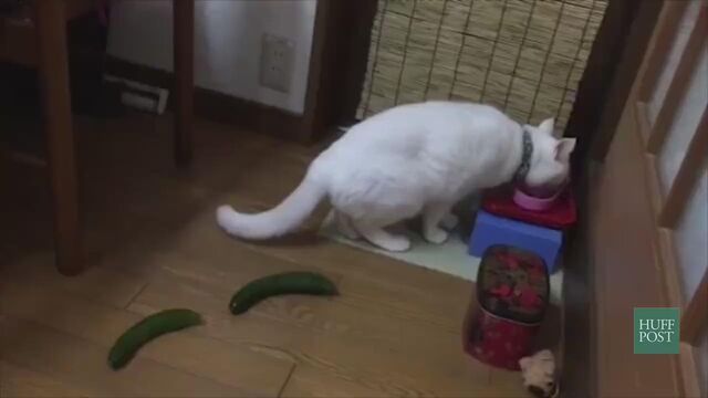 きゅうりにびっくりする猫の動画が話題に どうやら に見えるらしい Togetter