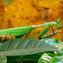 わりとガチで閲覧注意 飼ってるカマキリを長生きさせてみたら認知症みたいになって最終的にもっと大変なことになった 自分が Togetter