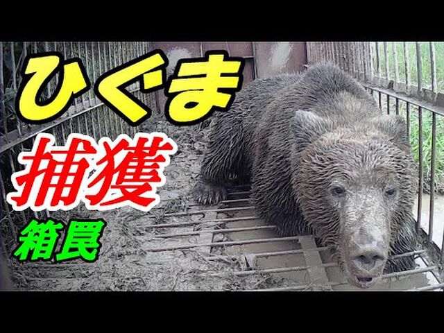 山で オーイオーイ と声がしても近づいちゃダメ 小熊の鳴き声って 中年男性のうめき声 にそっくりなんです Togetter